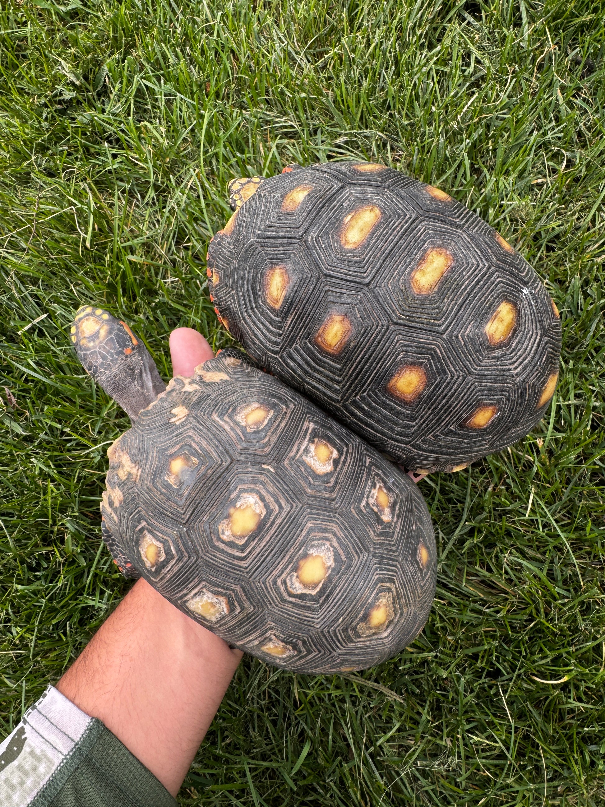 B Grade Redfoot Tortoise Pair!