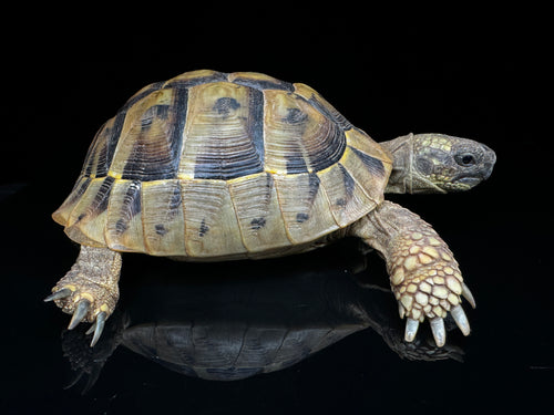 4-5” Hermann’s Tortoise CBB