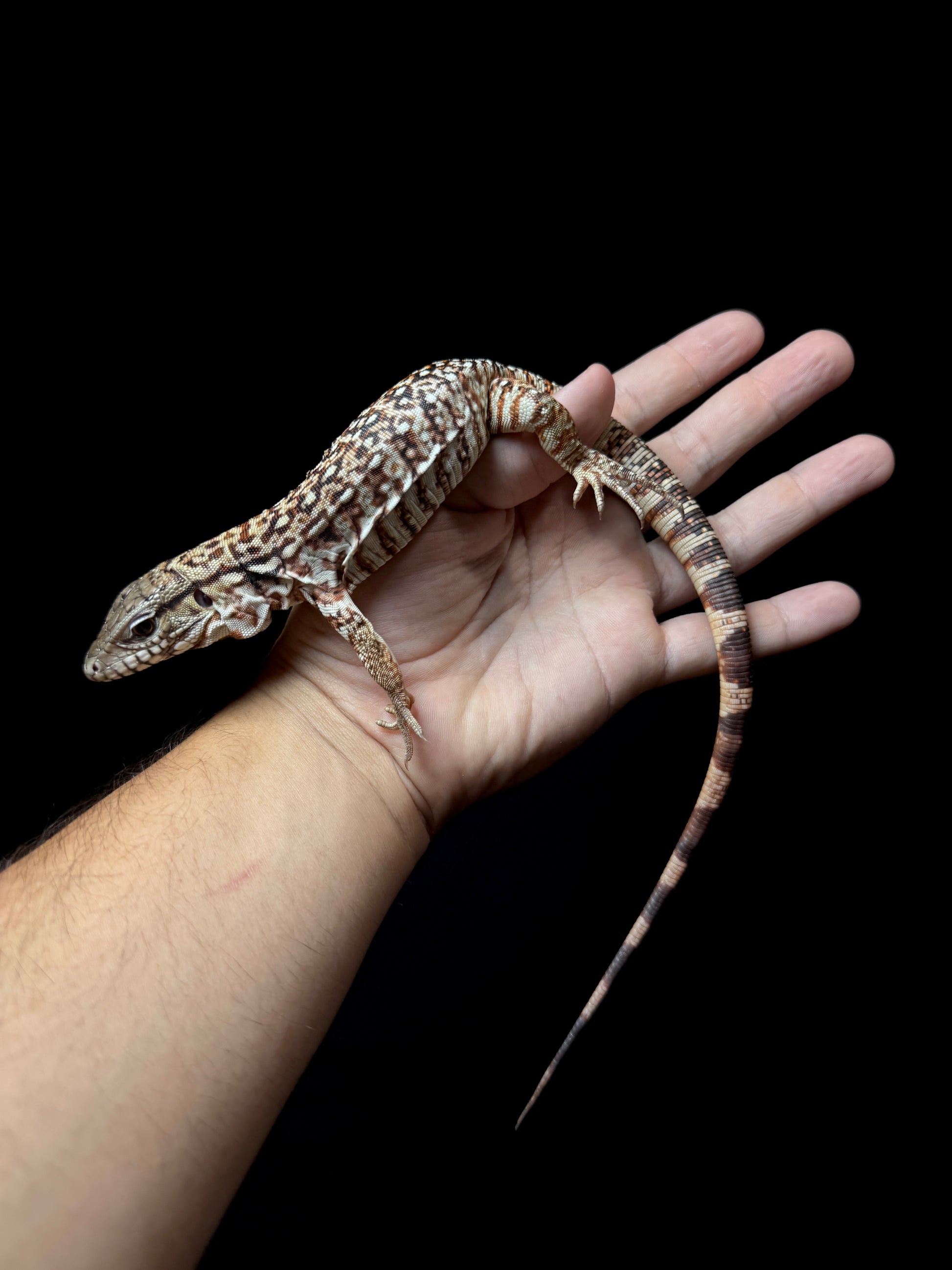 USACB Red Tegu
