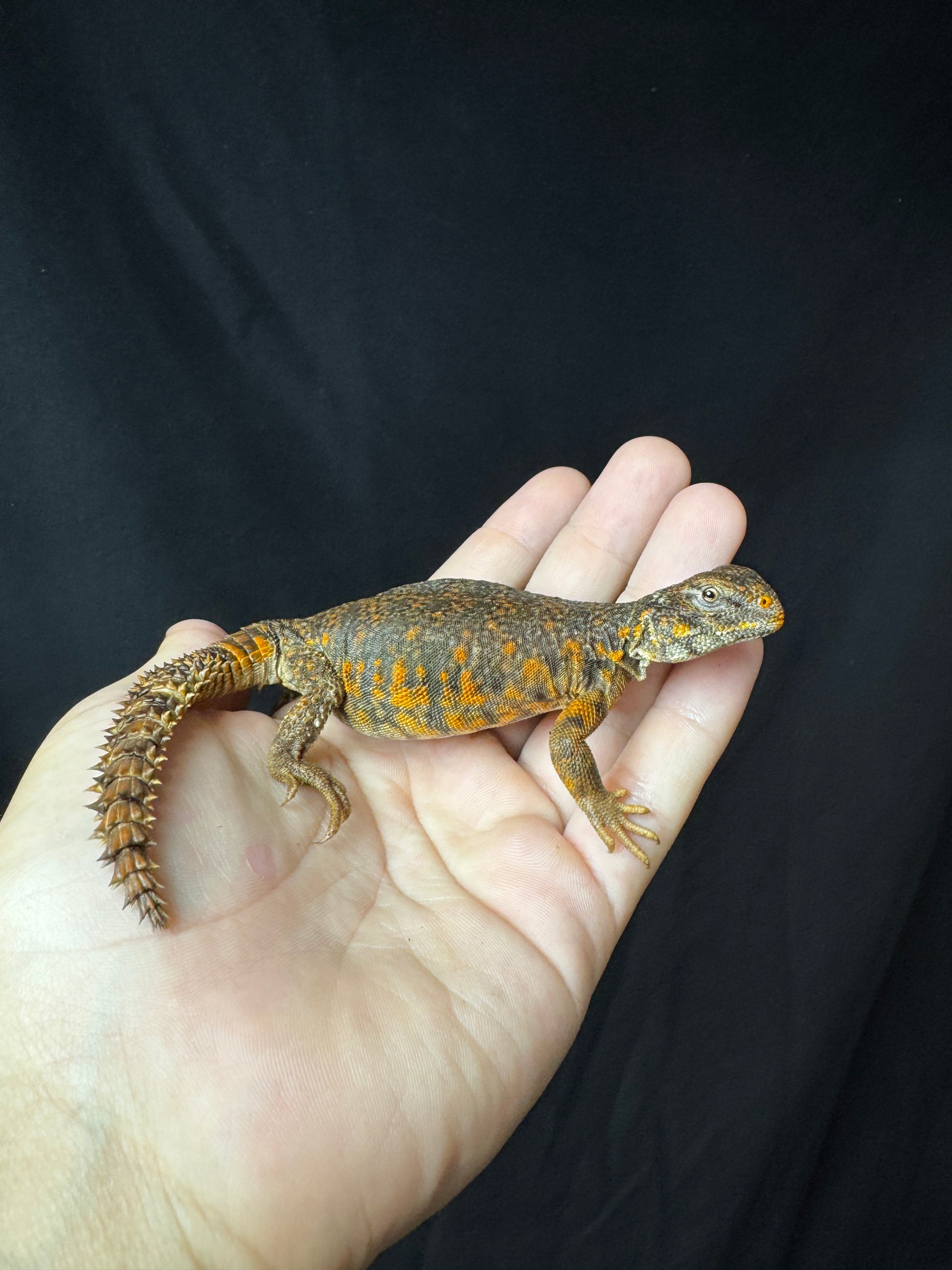EXACT Baby Red Uromastyx!