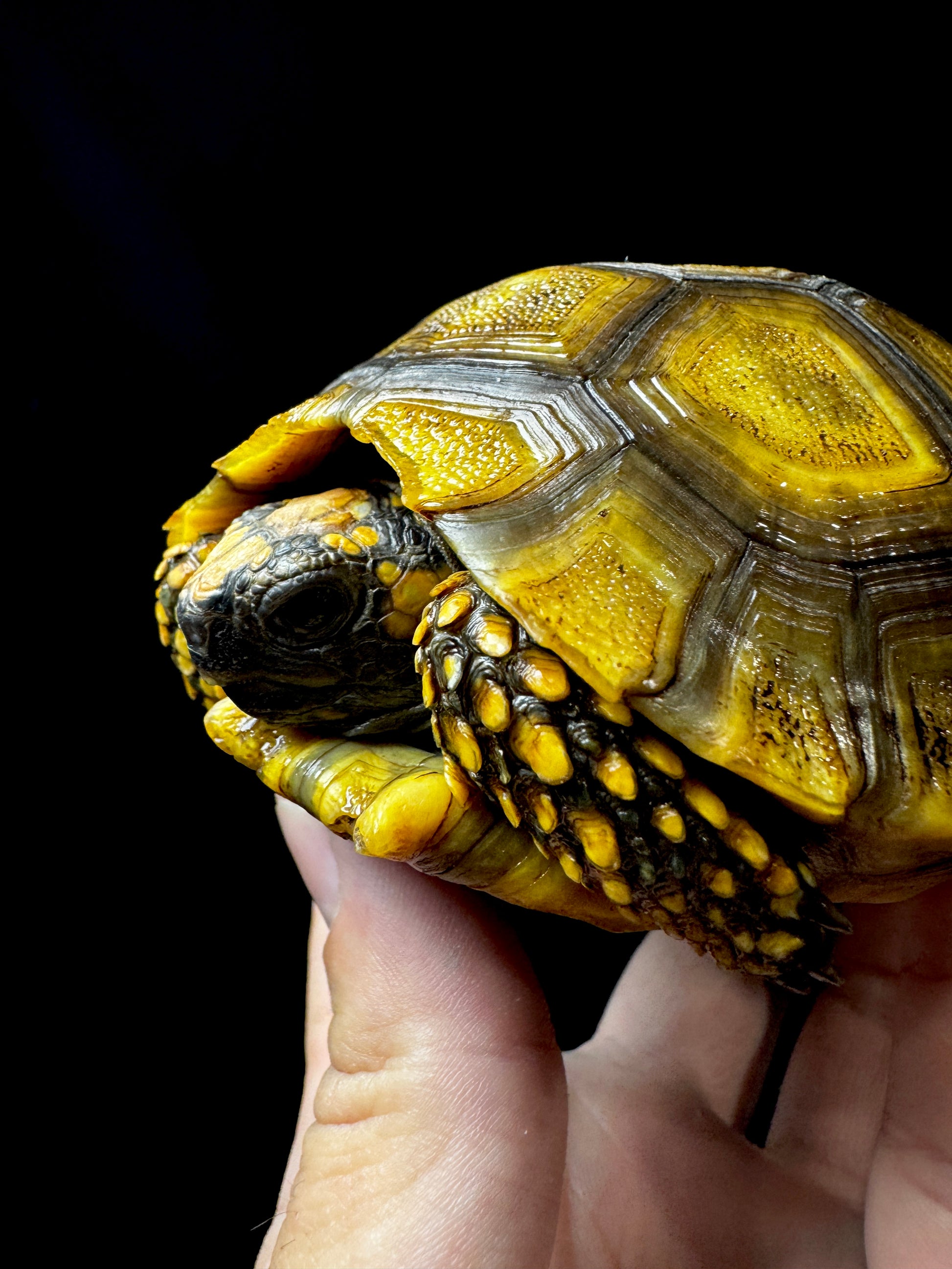 Amazon Basin Yellow Foot Tortoise