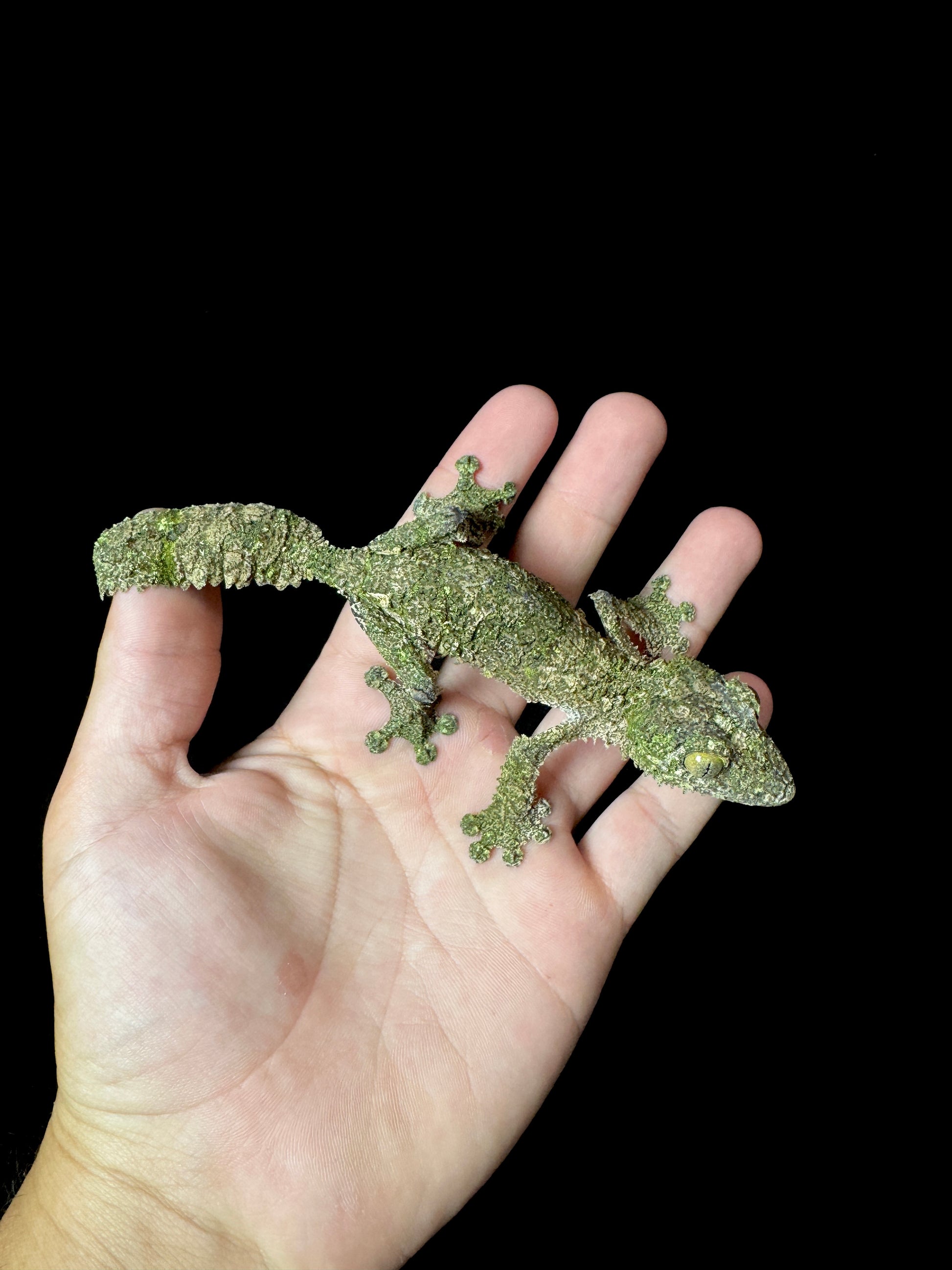 Sikorae Leaf Tail Gecko Female #1