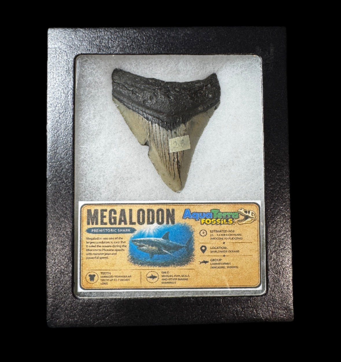 2.8” Megalodon Tooth with case #1