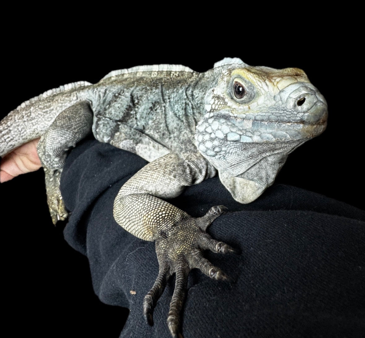 Super Blue Lewisi Iguana!