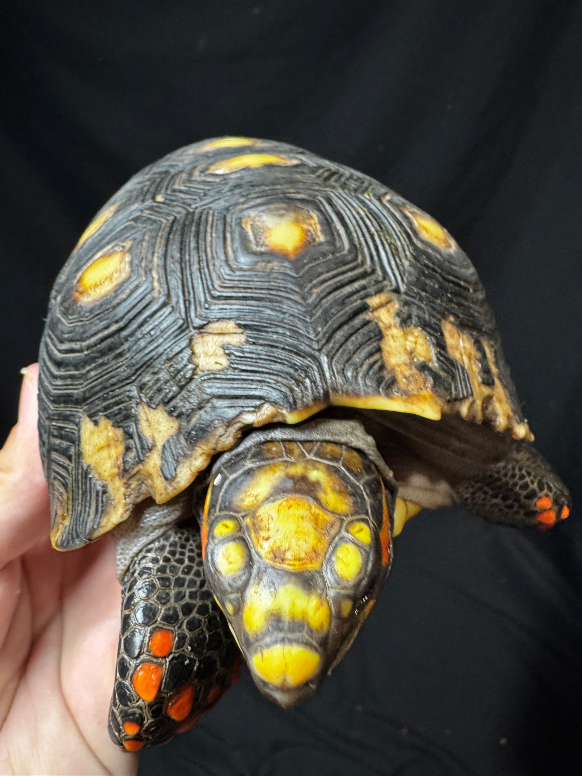 Female Redfoot B Grade