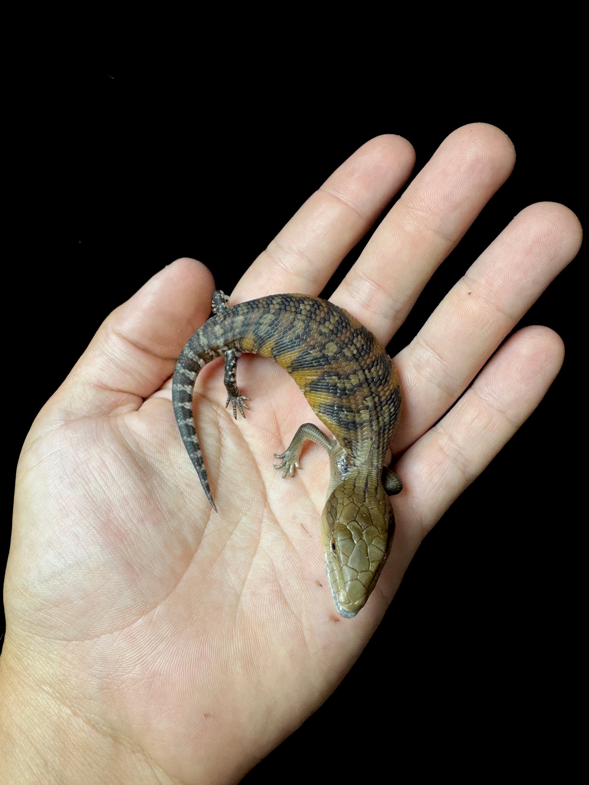 #7 USACB Northern Blue Tongue Skink