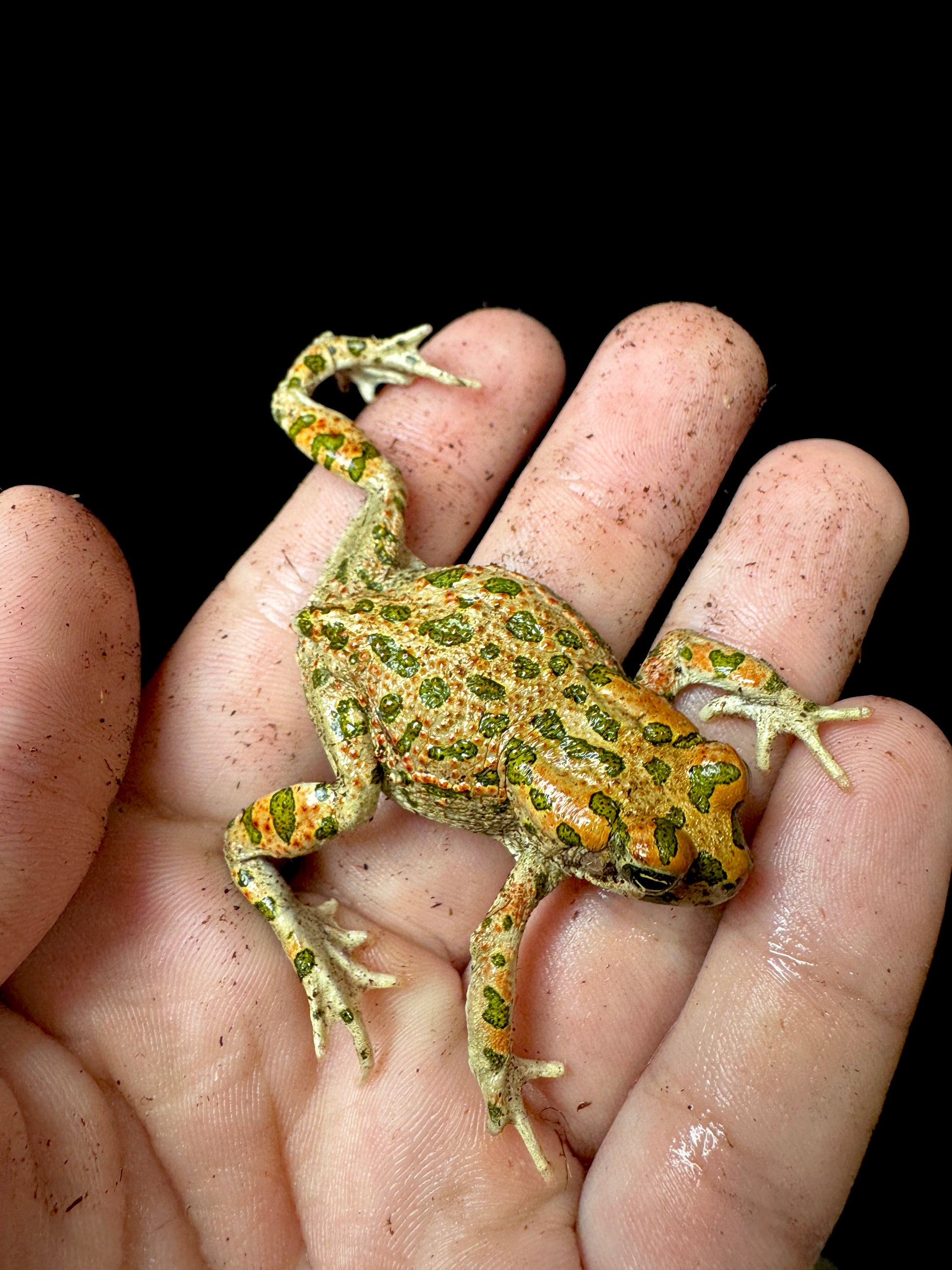 Golden Toad