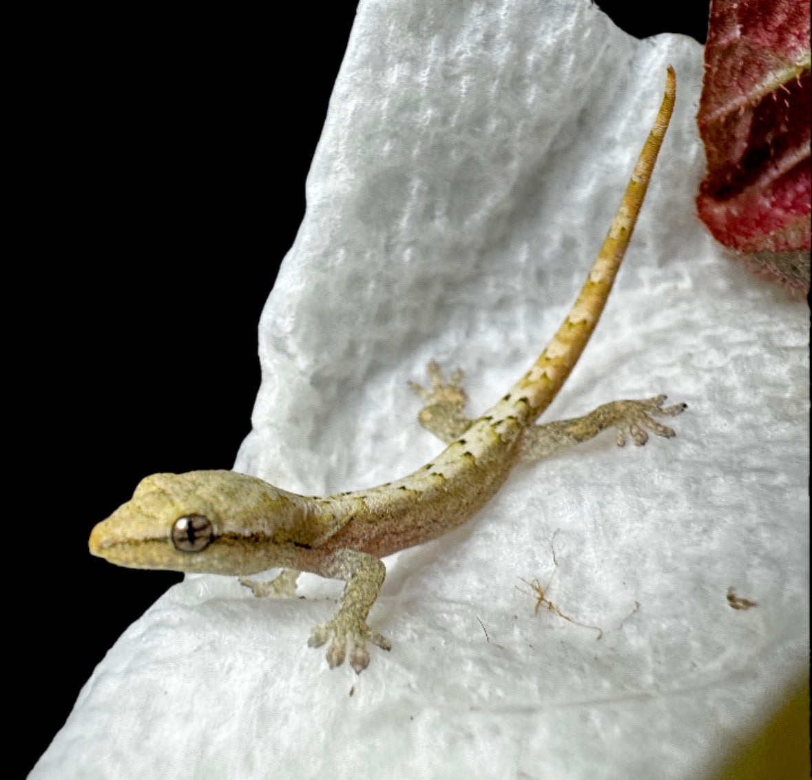 Baby Yellow Bellied Mourning Gecko 2 Pack