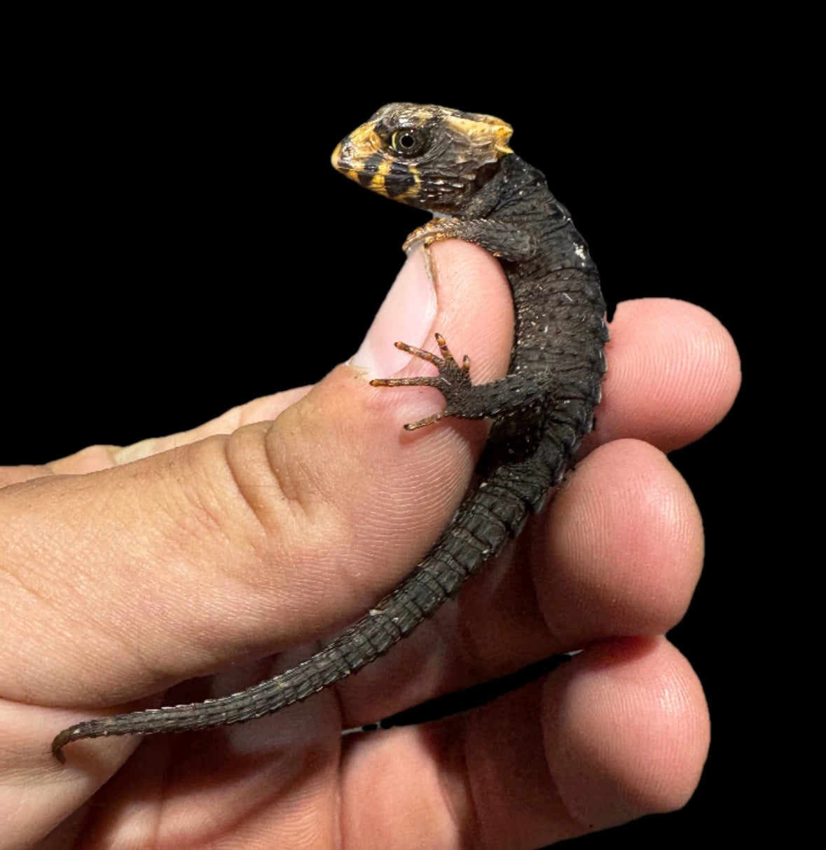 Captive Bred Baby Red Eyed Crocodile Skinks!
