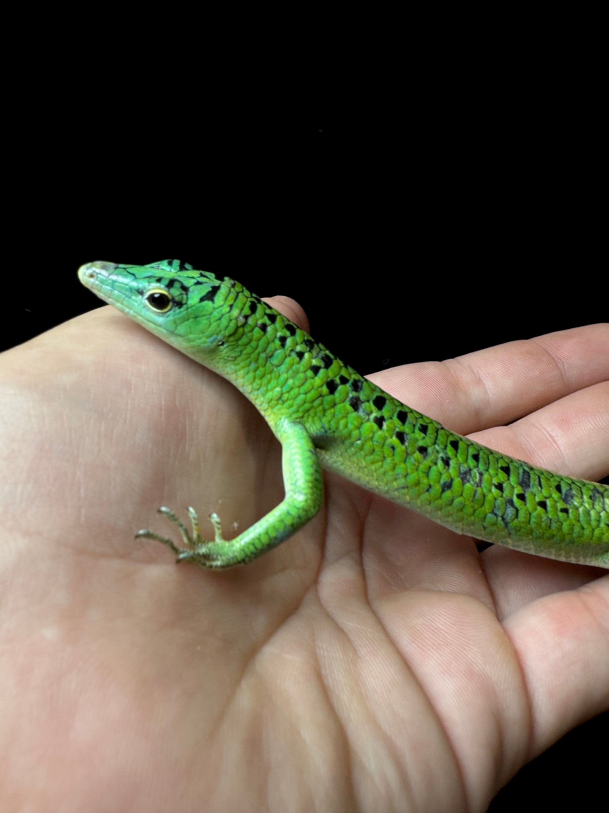 #3 Male Black Spotted Emerald Tree Skink
