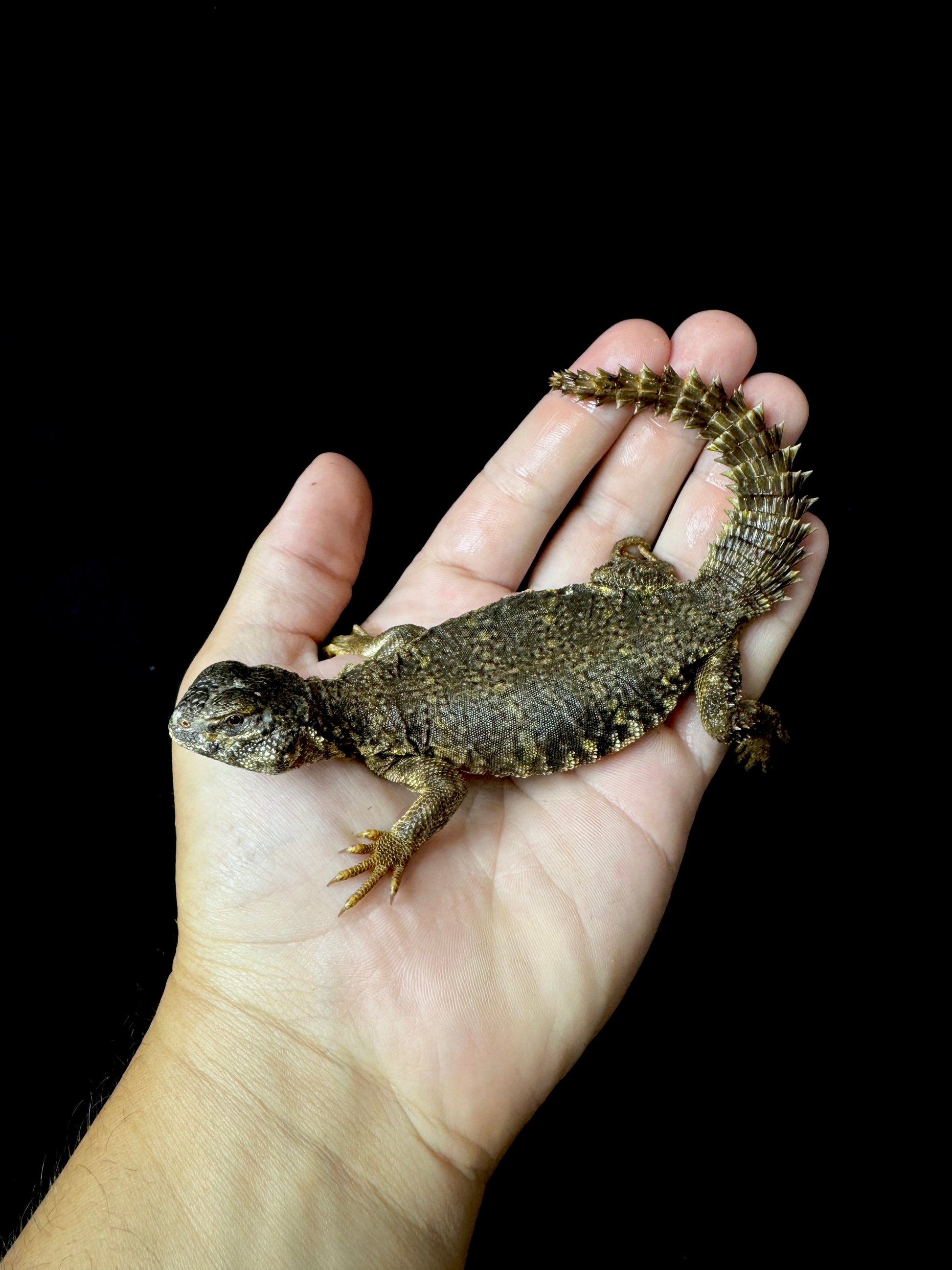 Exact Baby Yellow Uromastyx #3 (most likely female)