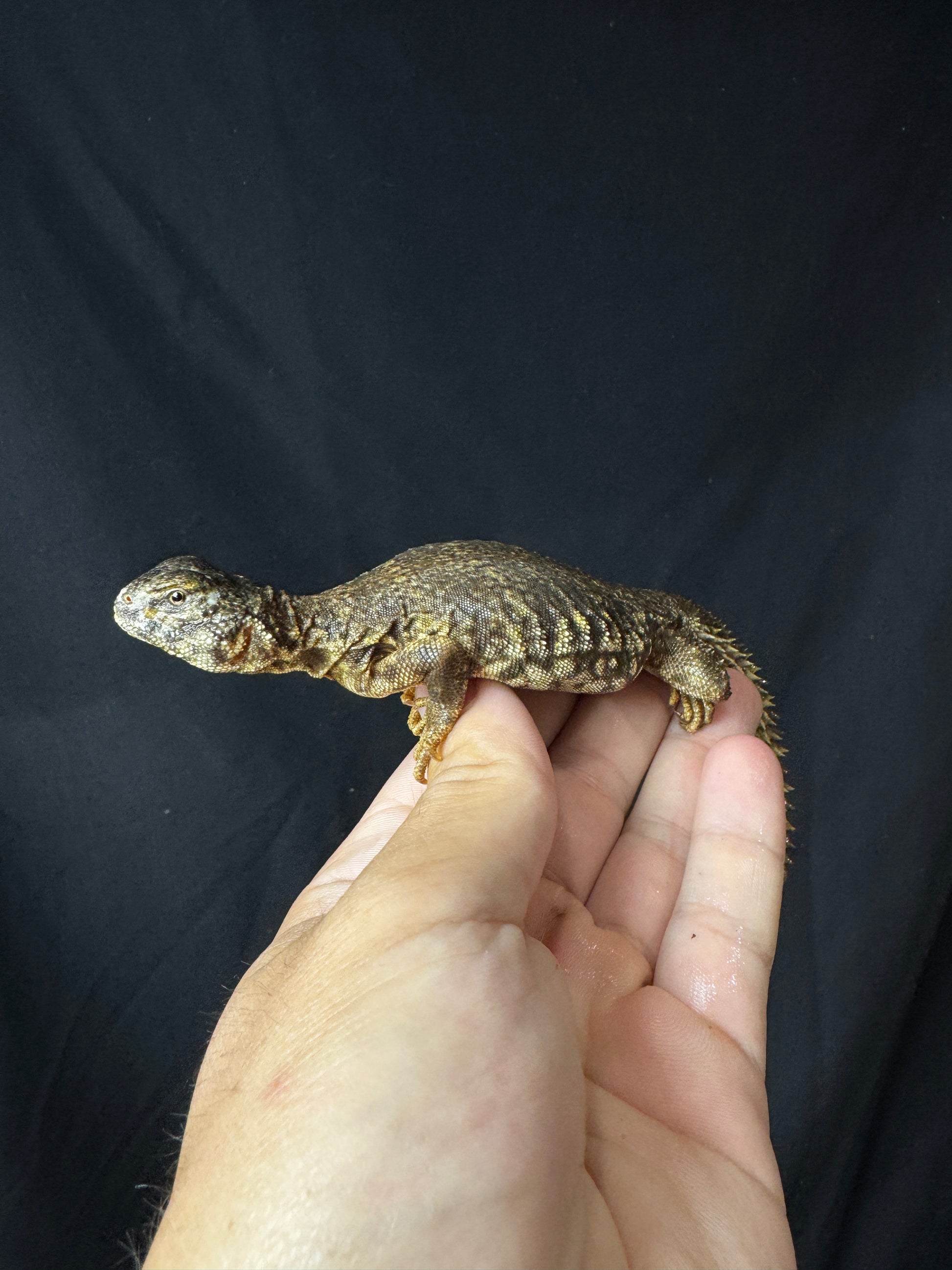 Exact Baby Yellow Uromastyx #3 (most likely female)