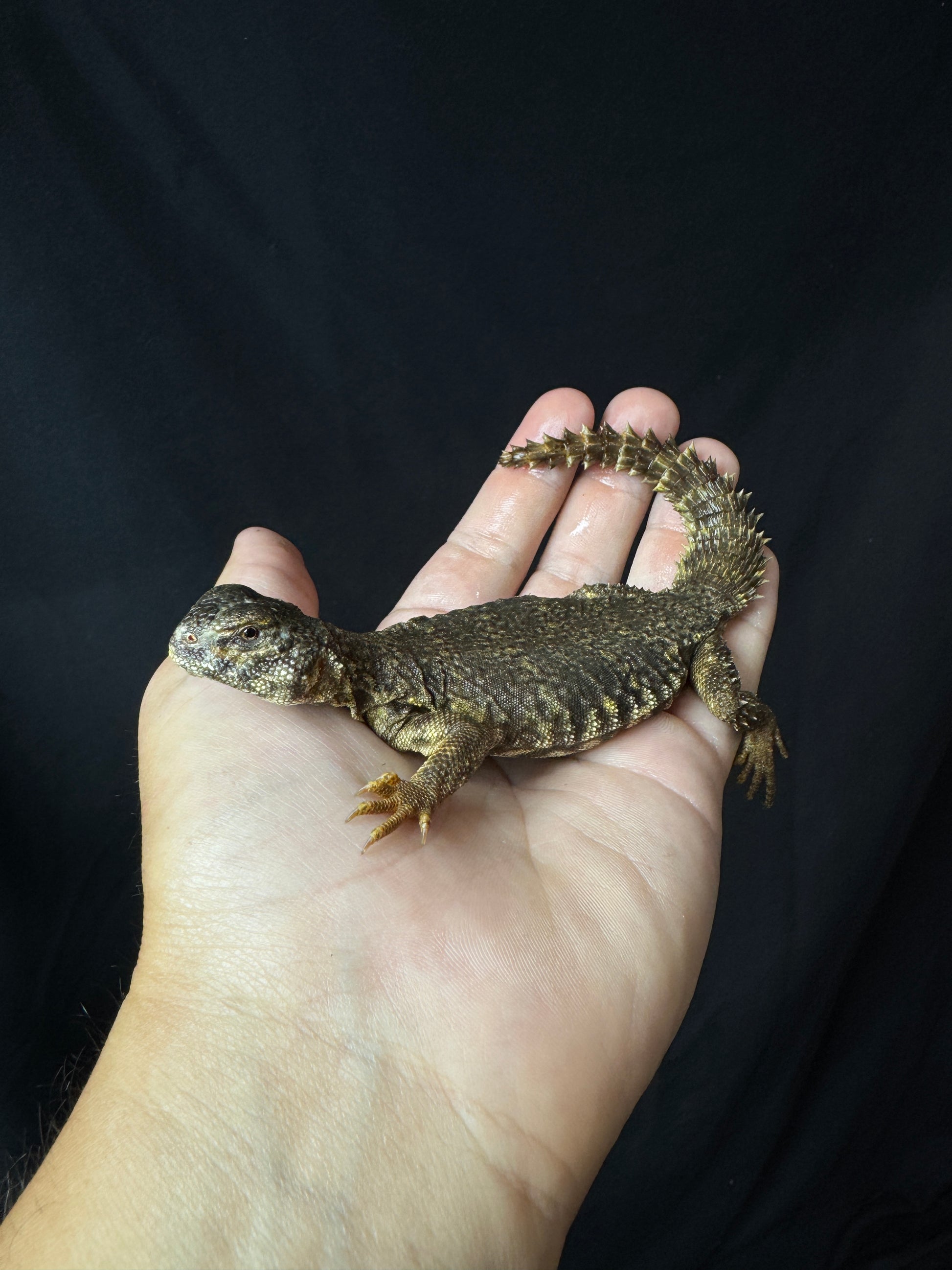 Exact Baby Yellow Uromastyx #3 (most likely female)