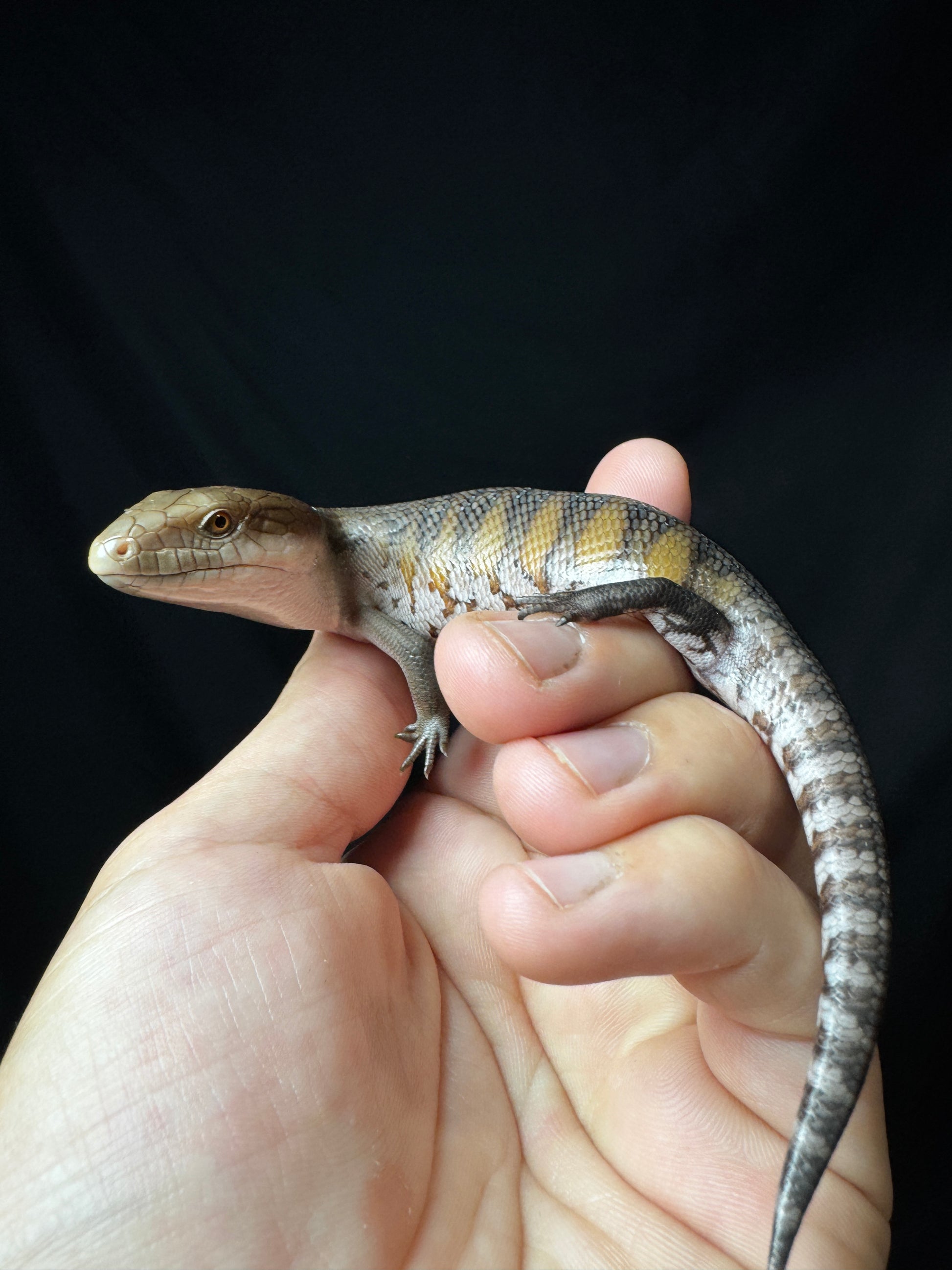 #1 USACB Northern Blue Tongue Skink!