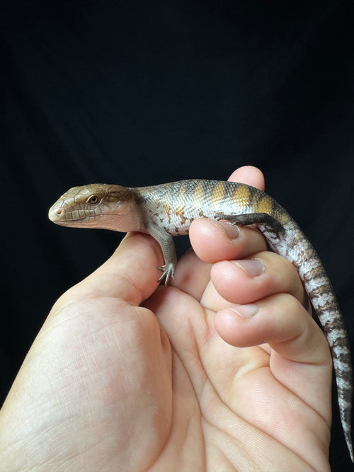 #1 USACB Northern Blue Tongue Skink!