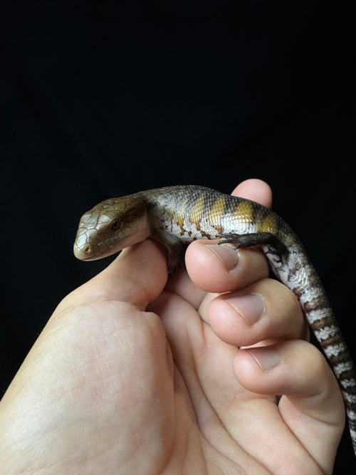 #1 USACB Northern Blue Tongue Skink!