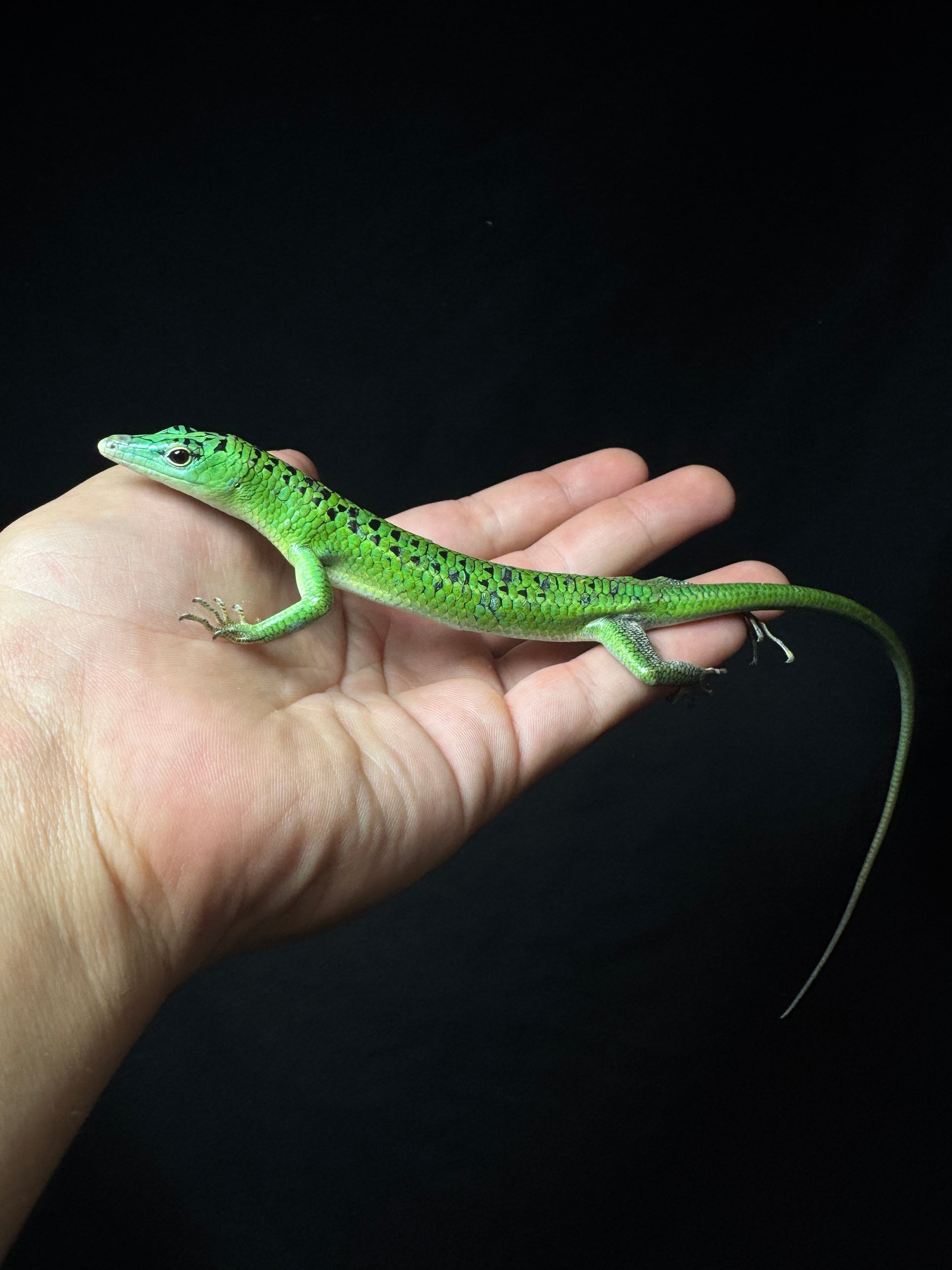 #3 Male Black Spotted Emerald Tree Skink