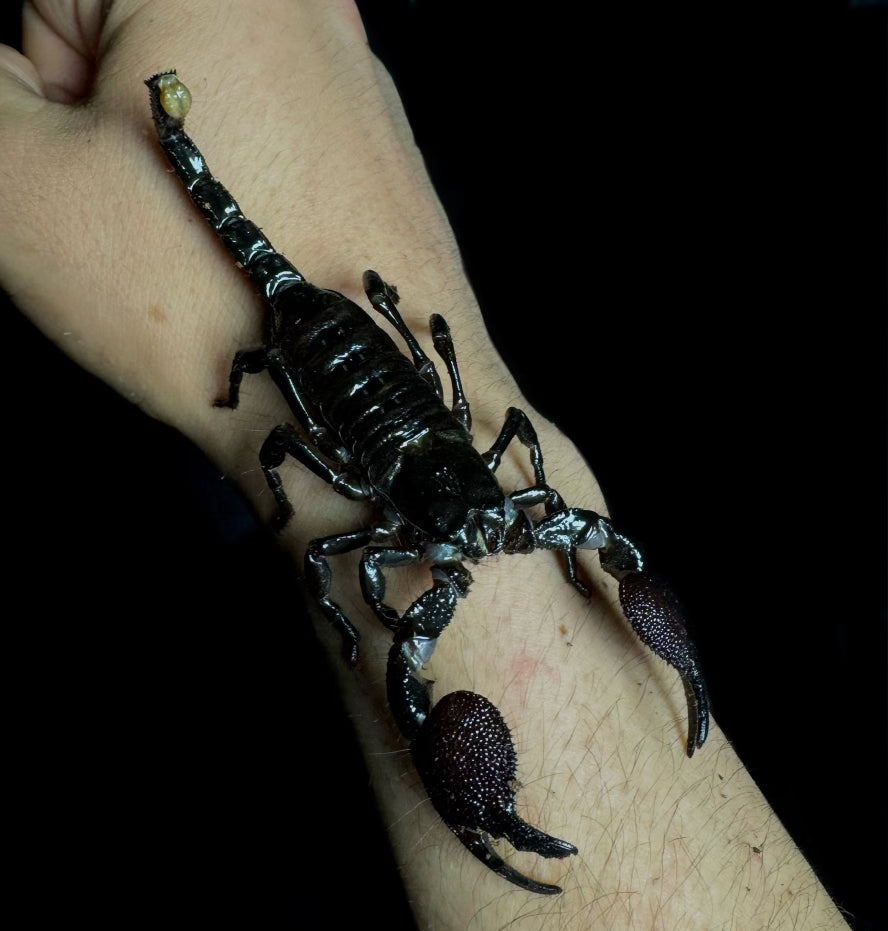 True Emperor Scorpion Adults (Pandinus imperator)