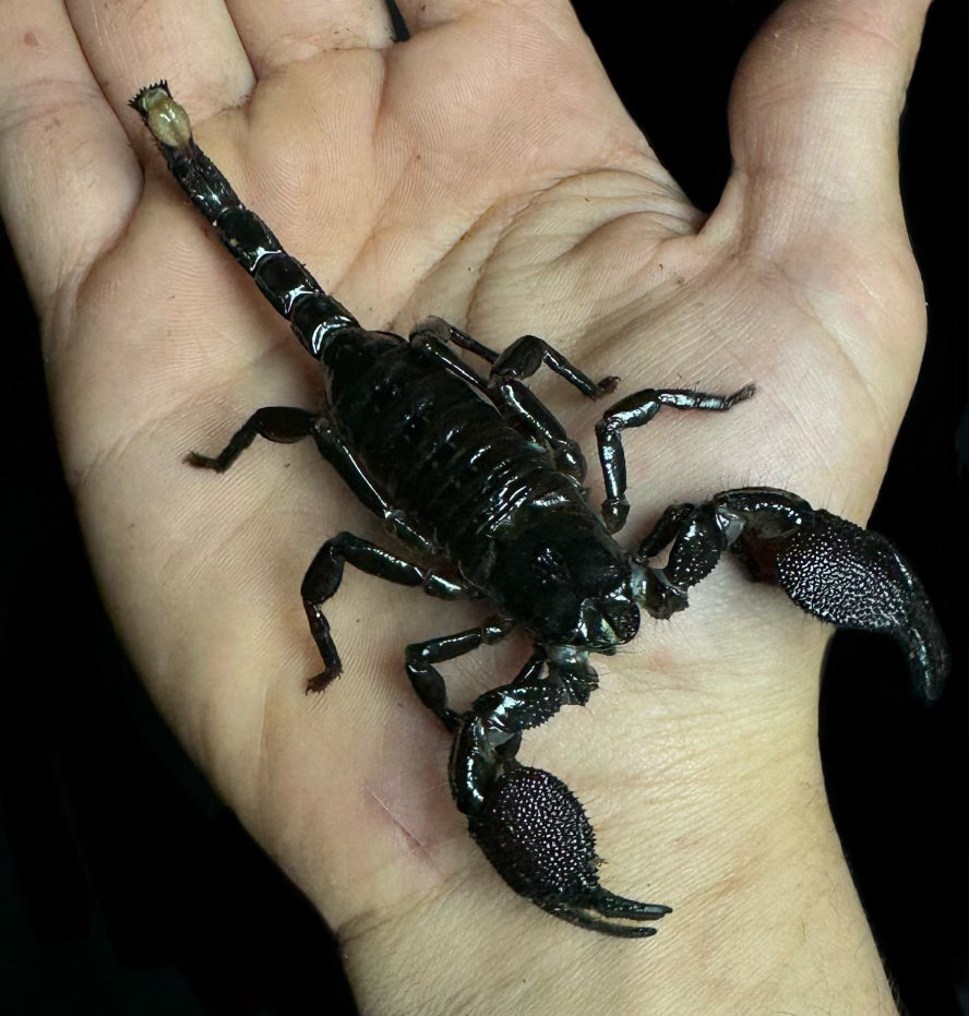 True Emperor Scorpion Adults (Pandinus imperator)