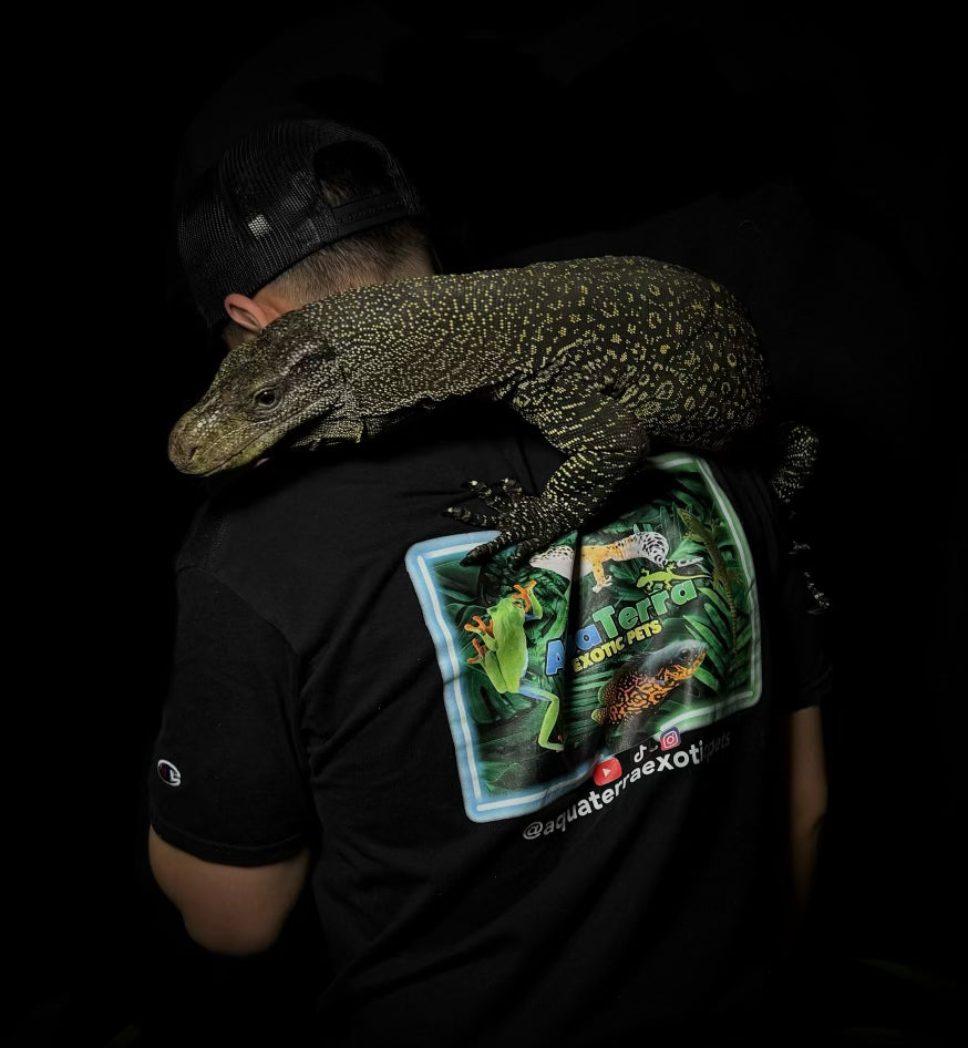 Crocodile Monitor (Varanus salvadorii)