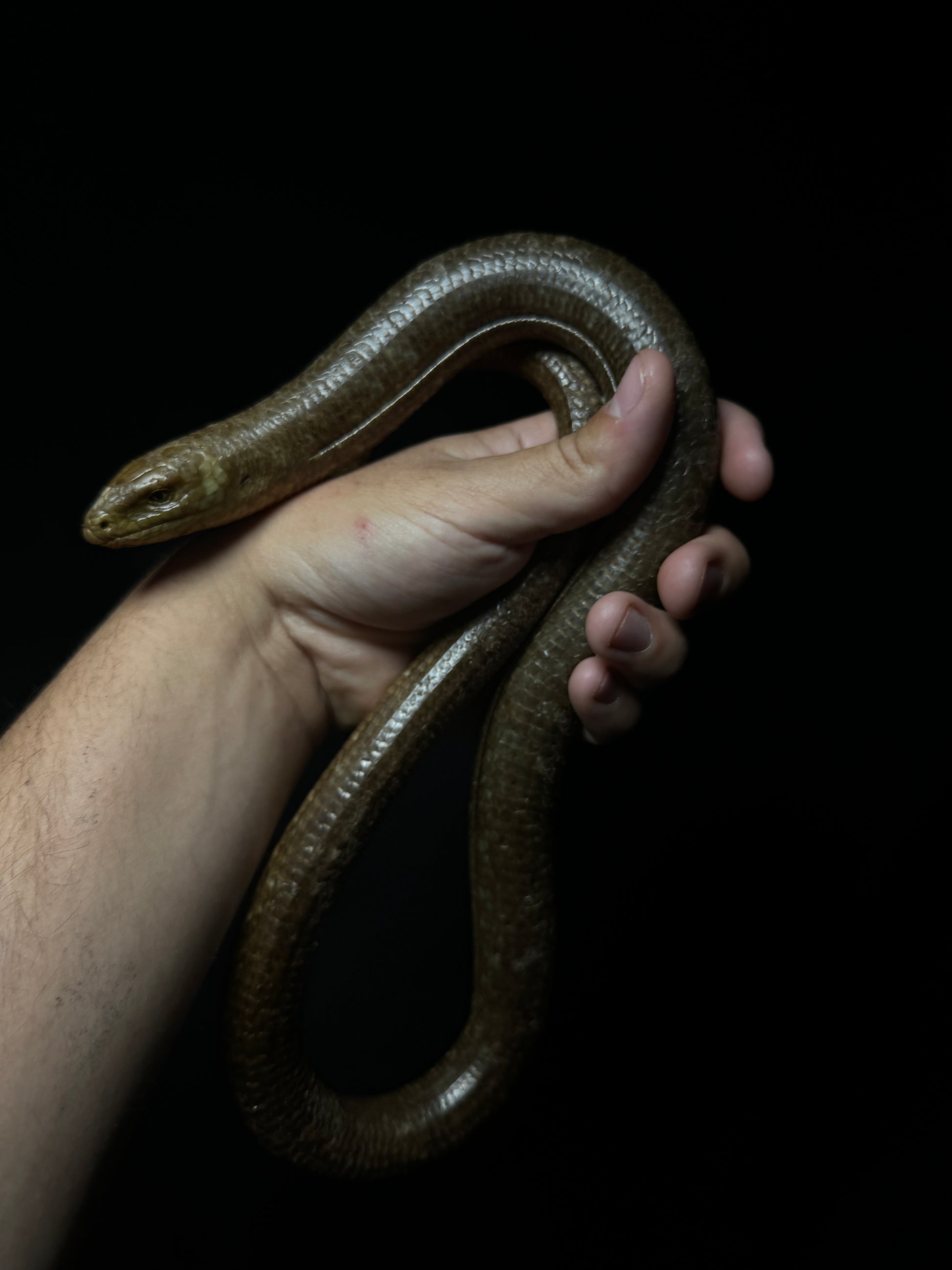 European Giant Legless Lizard (Pseudopus apodus)